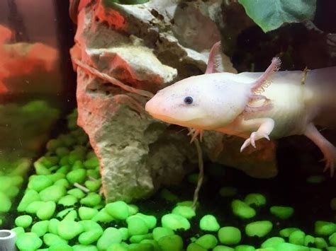 oxyotl fish|Axolotl Care 101: Tank Setup, Food, Lifespan & !.